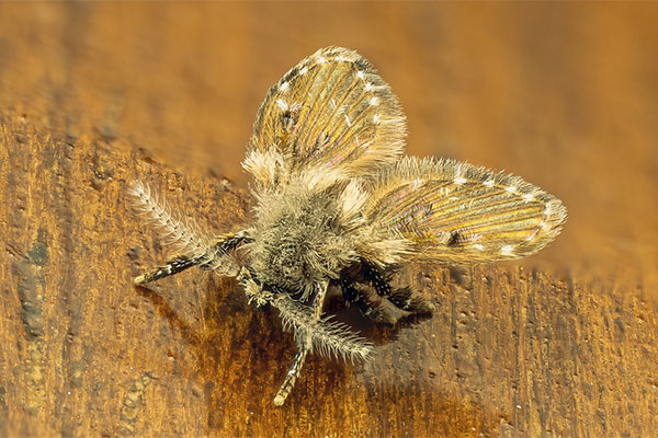 Psychodidae