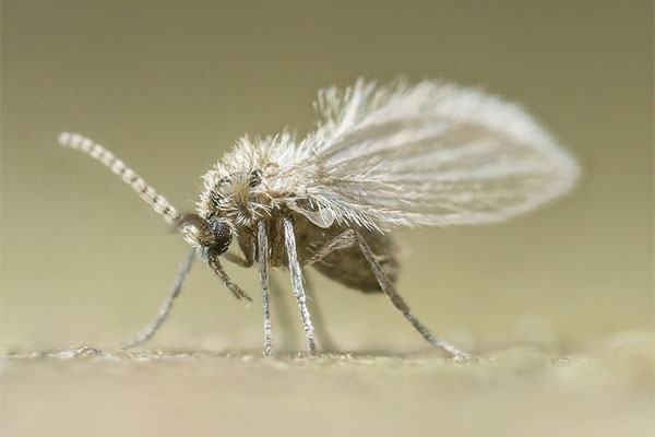 Psychodidae